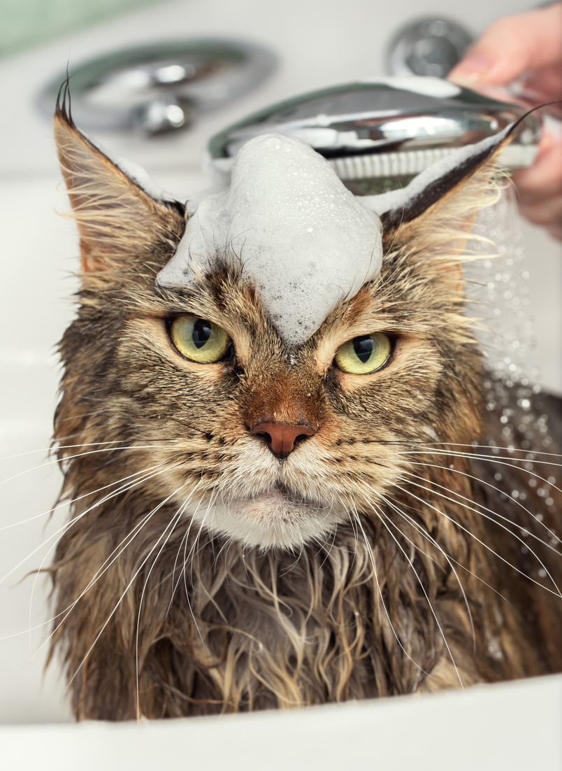 Wet Cat in the Bath