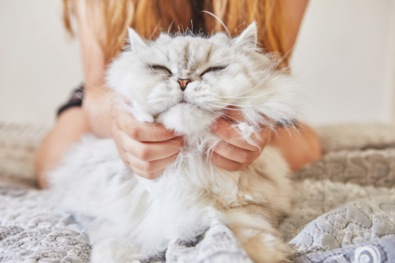 Person Scratching Cat's Neck 