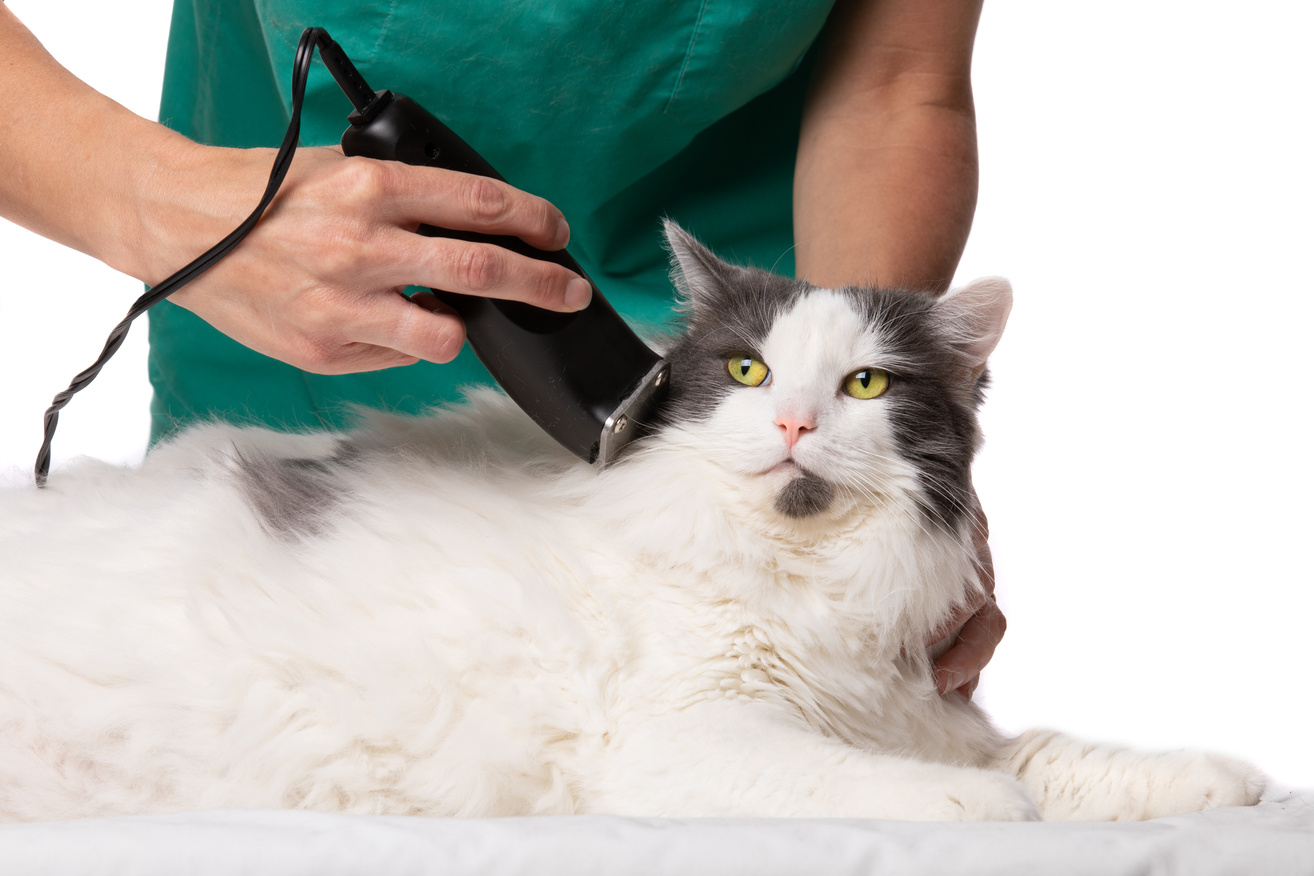 Cat Grooming With Clippers