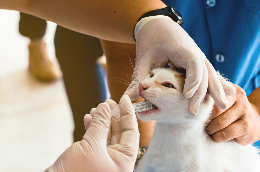 Students Veterinary take medicine on syringe for little white cat
